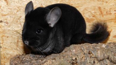 Photo of Почему шиншиллы так популярны в качестве домашних питомцев