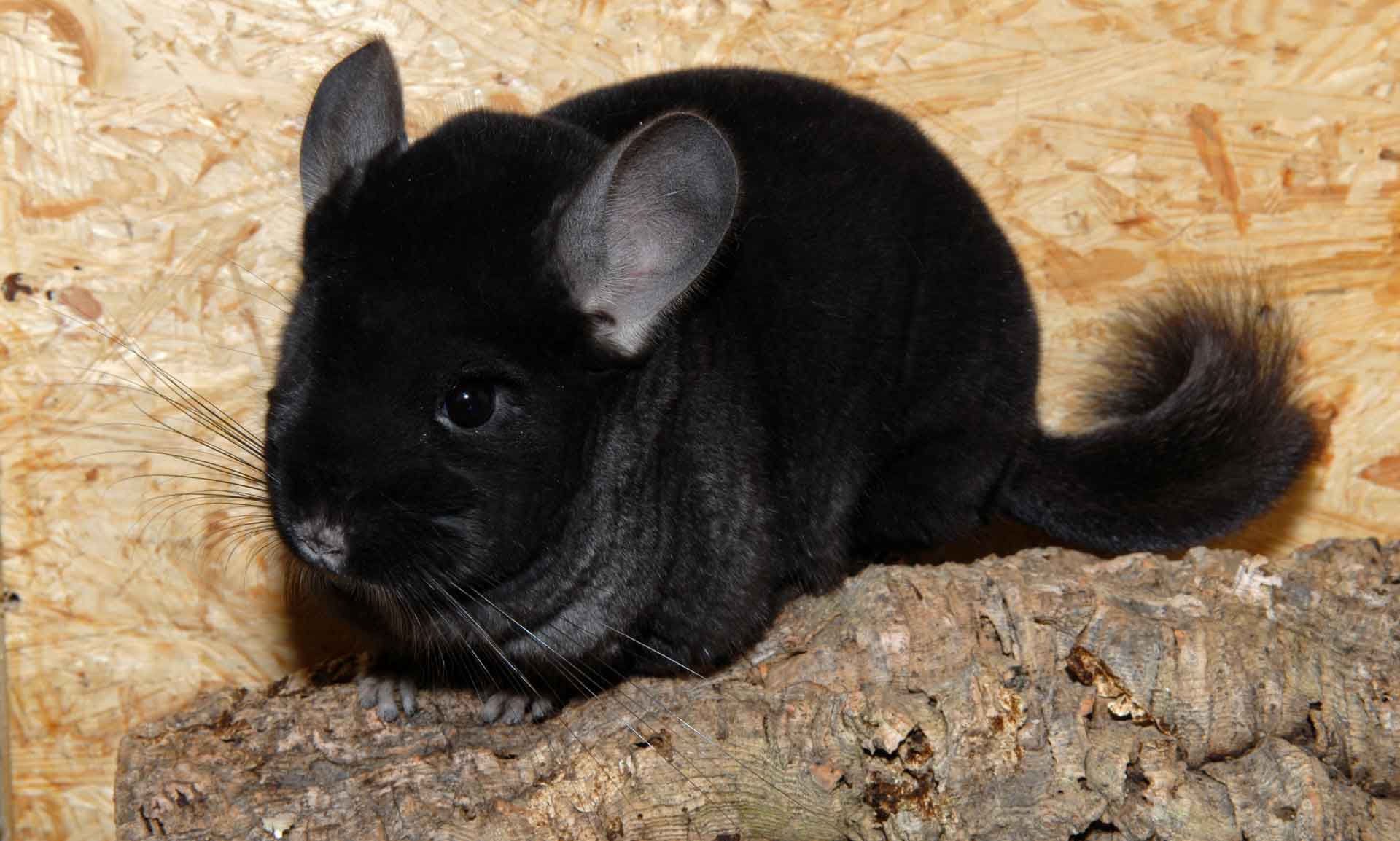 Фото 9 — Почему шиншиллы так популярны в качестве домашних питомцев