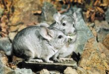 Photo of Как обеспечить шиншилле здоровый сон: важные аспекты