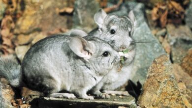 Photo of Как обеспечить шиншилле здоровый сон: важные аспекты