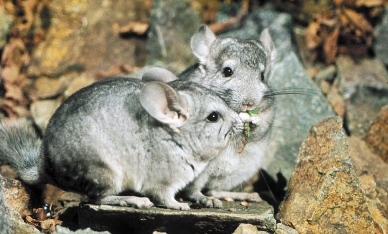 Photo of Как обеспечить шиншилле здоровый сон: важные аспекты