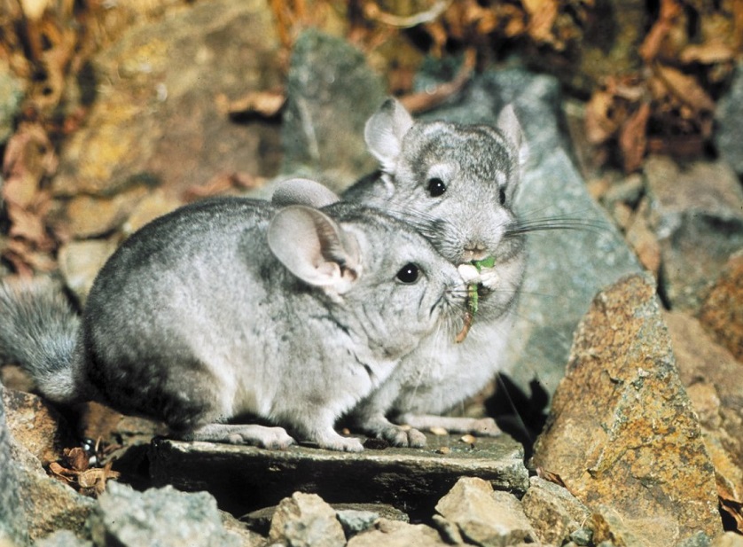 Фото 33 — Как обеспечить шиншилле здоровый сон: важные аспекты