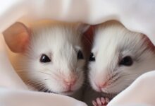 Photo of Специфика ухода за маленькими шиншиллами: особенности содержания