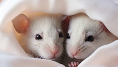 Photo of Специфика ухода за маленькими шиншиллами: особенности содержания