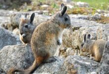 Photo of Статус шиншиллы в дикой природе: особенности жизни и поведения