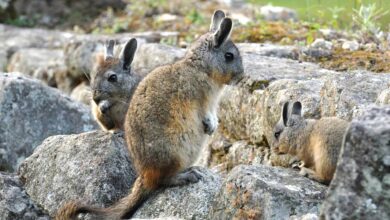 Photo of Статус шиншиллы в дикой природе: особенности жизни и поведения