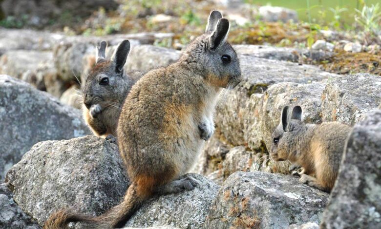 Photo of Статус шиншиллы в дикой природе: особенности жизни и поведения