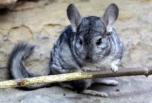 Photo of Как узнать, что шиншилла чувствует себя счастливой: важные признаки