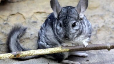 Photo of Как узнать, что шиншилла чувствует себя счастливой: важные признаки