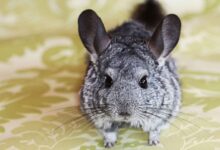 Photo of озможные проблемы при содержании шиншиллы: как ими заниматься