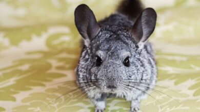 Photo of озможные проблемы при содержании шиншиллы: как ими заниматься