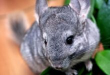 Photo of Почему шиншиллы так любят грызть предметы: как предотвратить разрушения