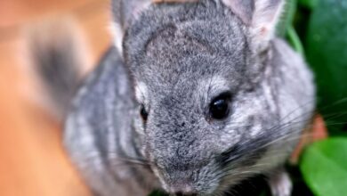 Photo of Почему шиншиллы так любят грызть предметы: как предотвратить разрушения