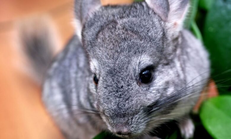 Photo of Почему шиншиллы так любят грызть предметы: как предотвратить разрушения