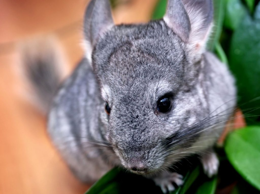 Фото 15 — Почему шиншиллы так любят грызть предметы: как предотвратить разрушения