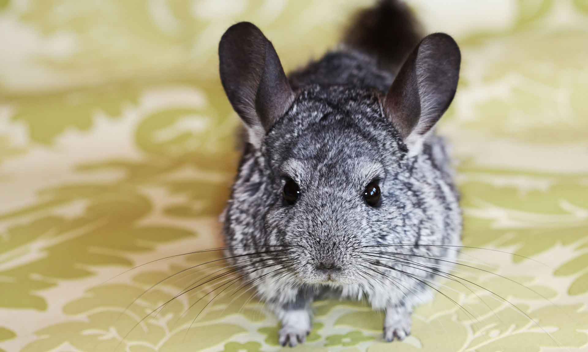 Фото 30 — озможные проблемы при содержании шиншиллы: как ими заниматься