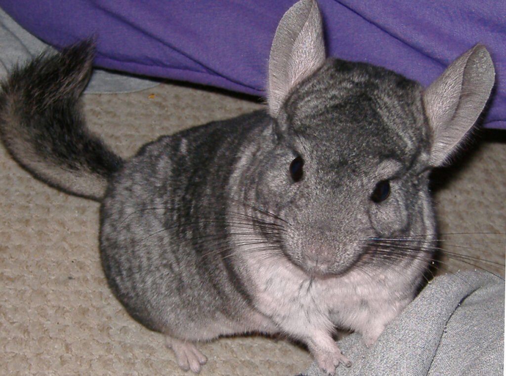 Фото 18 — Признаки здоровья и болезни шиншиллы: что необходимо знать