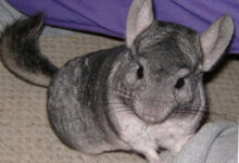 Photo of Признаки здоровья и болезни шиншиллы: что необходимо знать