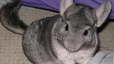 Photo of Признаки здоровья и болезни шиншиллы: что необходимо знать