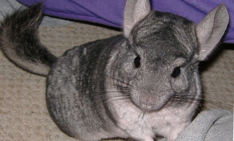 Photo of Признаки здоровья и болезни шиншиллы: что необходимо знать