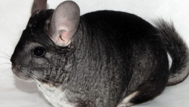 Photo of Популярные породы шиншилл: особенности содержания и ухода