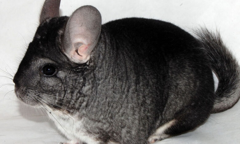 Photo of Популярные породы шиншилл: особенности содержания и ухода