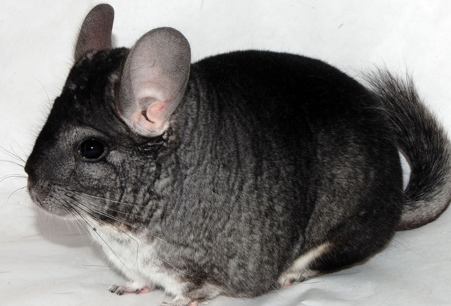 Фото 8 — Популярные породы шиншилл: особенности содержания и ухода