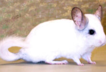 Photo of Сроки жизни шиншиллы: как увеличить продолжительность жизни