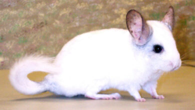 Photo of Сроки жизни шиншиллы: как увеличить продолжительность жизни