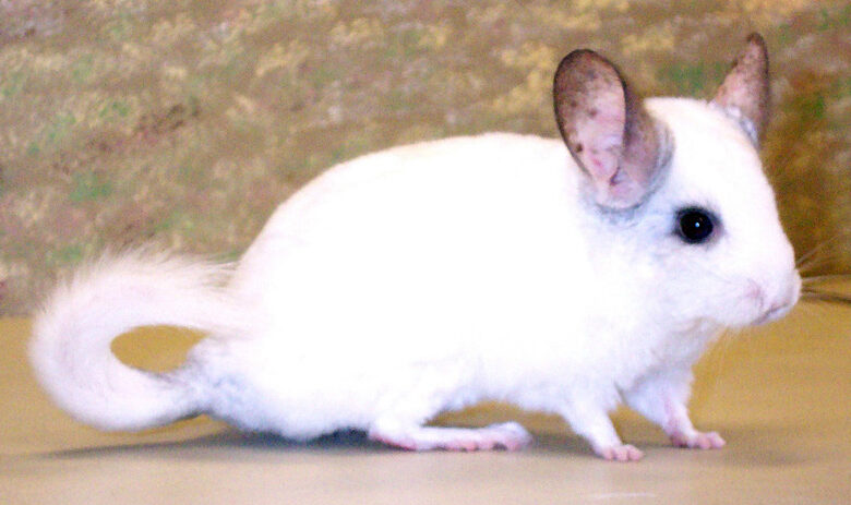 Photo of Сроки жизни шиншиллы: как увеличить продолжительность жизни