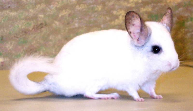 Фото 32 — Сроки жизни шиншиллы: как увеличить продолжительность жизни